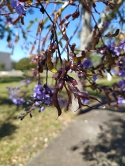 Bowdichia virgilioides