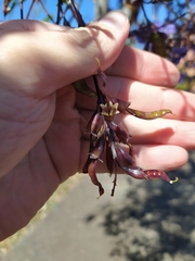 Bowdichia virgilioides