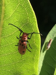 Tetraopes tetrophthalmus