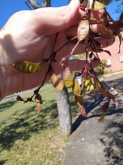 Bowdichia virgilioides