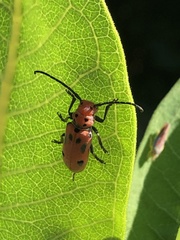 Tetraopes tetrophthalmus