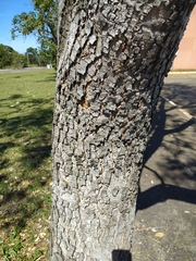 Bowdichia virgilioides