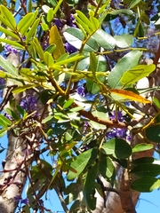 Bowdichia virgilioides