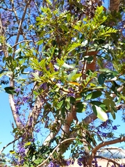 Bowdichia virgilioides