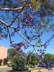 Bowdichia virgilioides