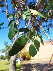 Bowdichia virgilioides