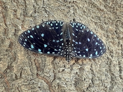 Hamadryas laodamia