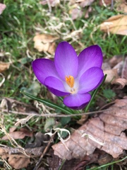 Crocus