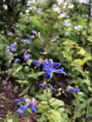 Penstemon attenuatus