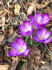 Crocus