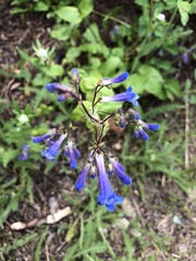 Penstemon attenuatus