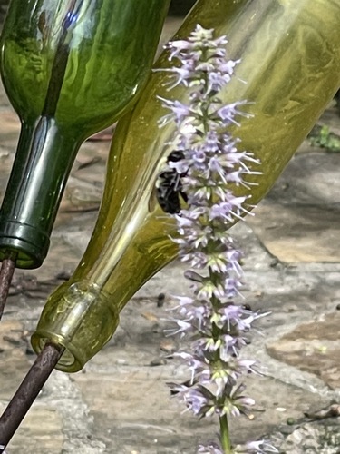 Bombus impatiens image