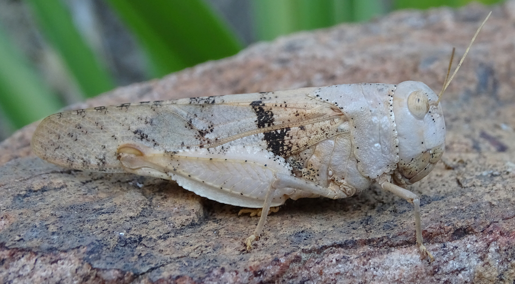 Pycnodictya
