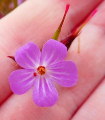Geranium