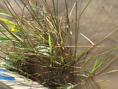 Schoenoplectus scirpoides