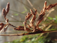 Schoenoplectus scirpoides