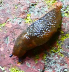 Gastropoda