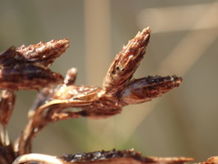 Schoenoplectus scirpoides