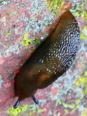 Gastropoda