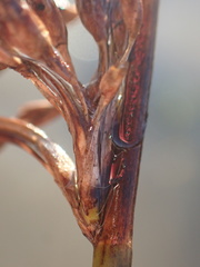 Schoenoplectus scirpoides