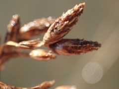 Schoenoplectus scirpoides