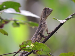 Uranoscodon superciliosus