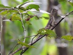 Uranoscodon superciliosus