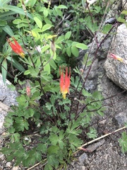 Aquilegia elegantula