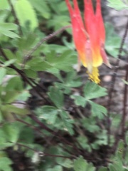 Aquilegia elegantula