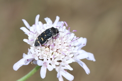 Acmaeoderella flavofasciata