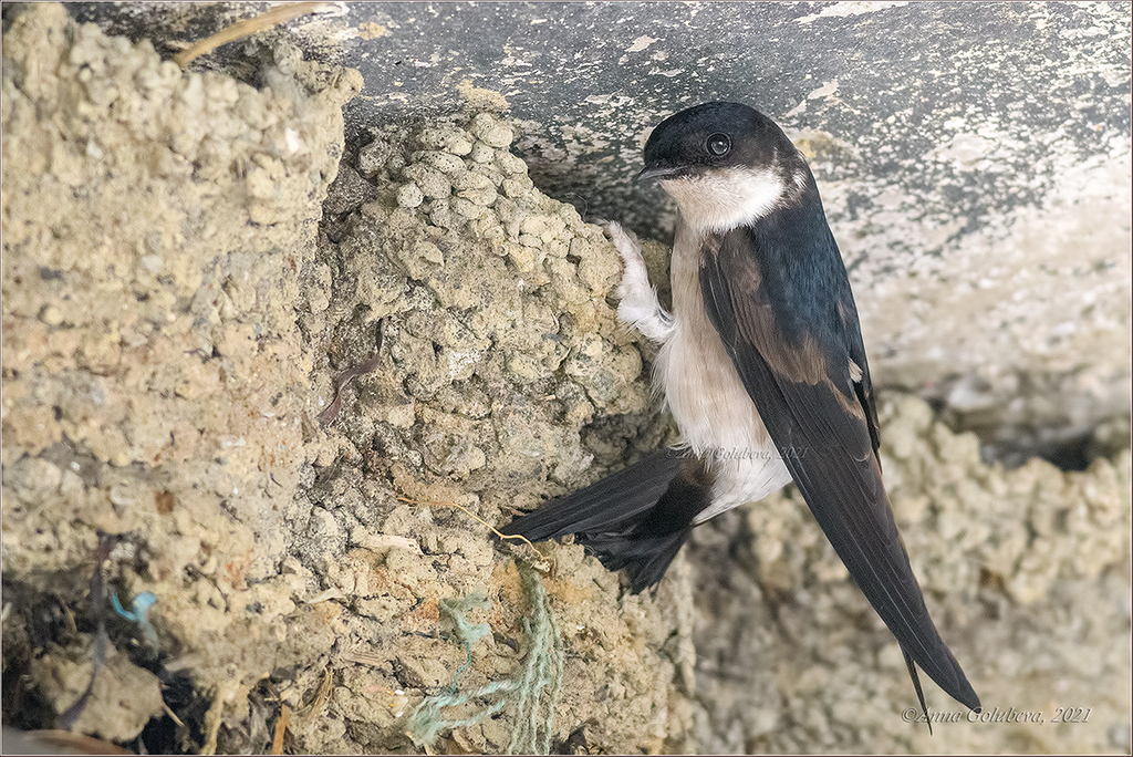 Asian House-Martin (Delichon dasypus) photo
