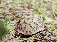 Testudo hermanni