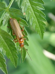 Cantharis rufa