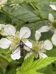 Synanthedon formicaeformis