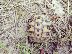 Testudo hermanni