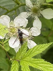 Synanthedon formicaeformis