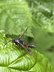 Synanthedon formicaeformis