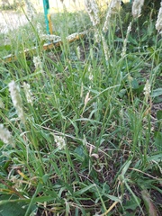Phleum pratense
