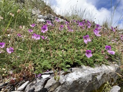 Erodium glandulosum