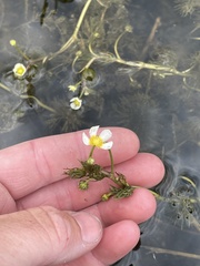 Ranunculus longirostris