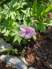 Geranium erianthum