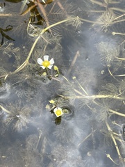 Ranunculus longirostris