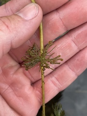 Ranunculus longirostris