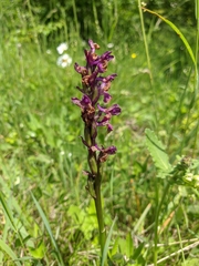 Anacamptis morio caucasica
