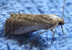 Acrobasis tumidulella