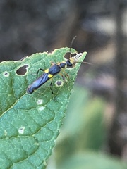 Trypherus