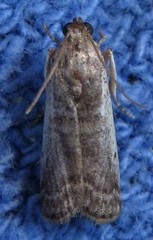 Acrobasis tumidulella