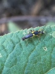 Trypherus