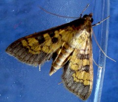 Diacme elealis