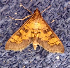 Diacme elealis